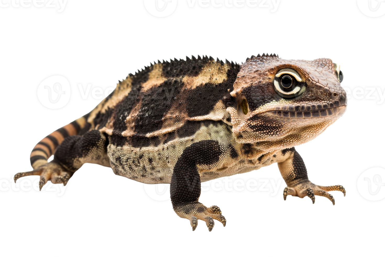 Armadillo Lizard close-up, reptile animal skin macro detail, cut out transparent png
