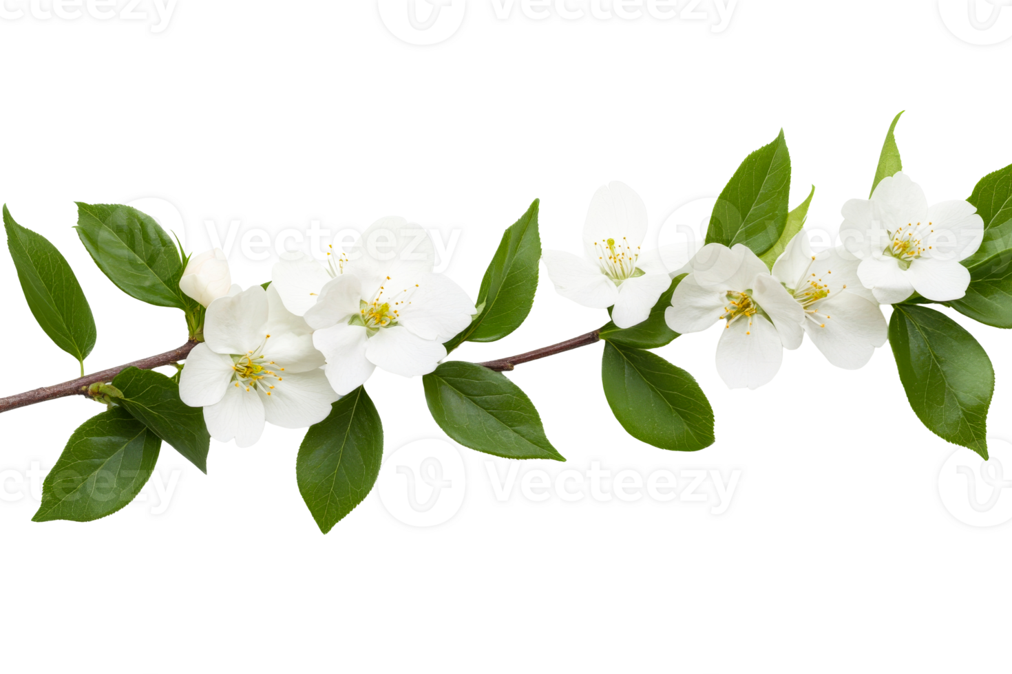 Jasmine flowers on a branch with leaves, studio shot, cut out transparent png