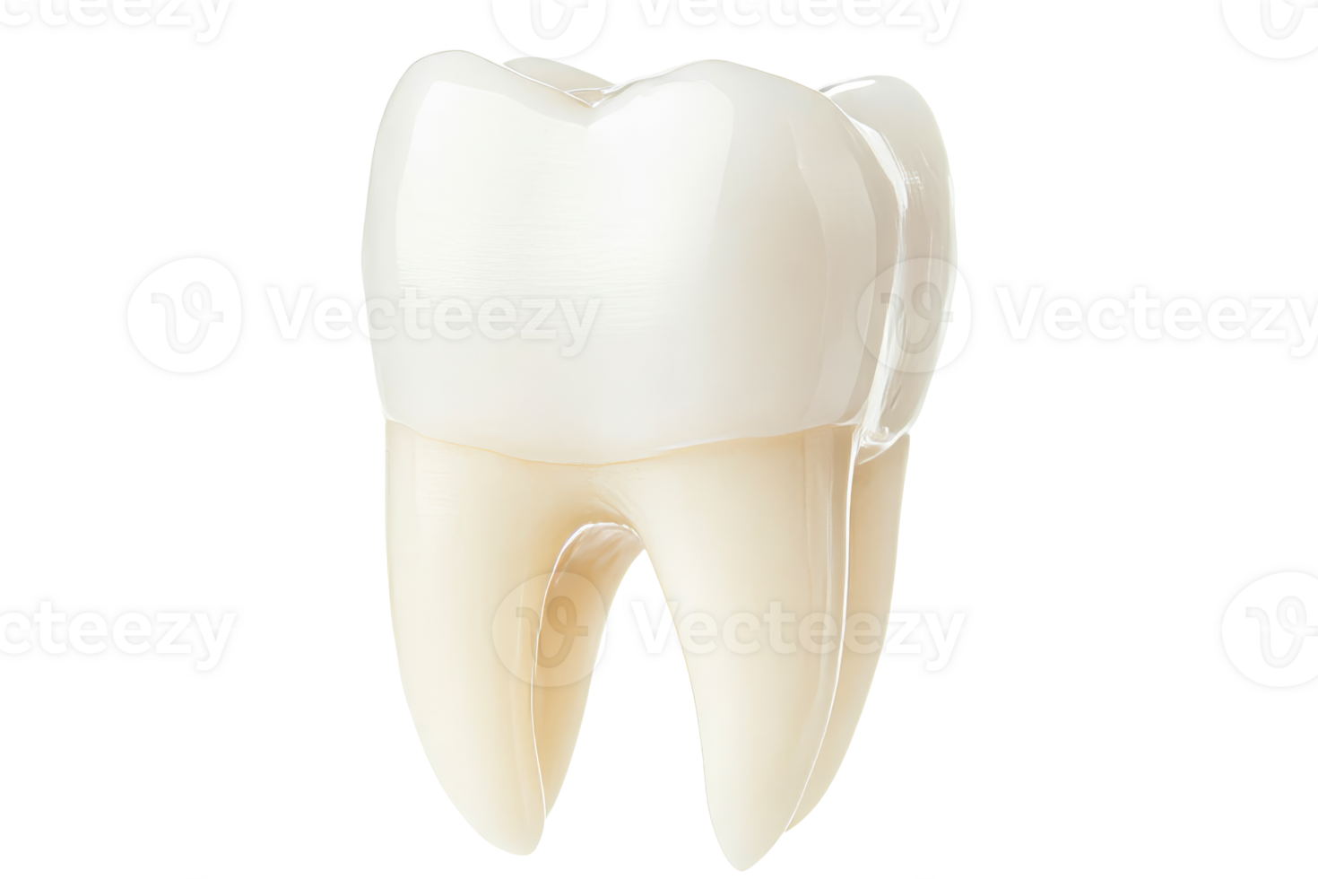 Tooth Anatomy, Realistic Detailed, 3D Rendering, isolated, cut out transparent png