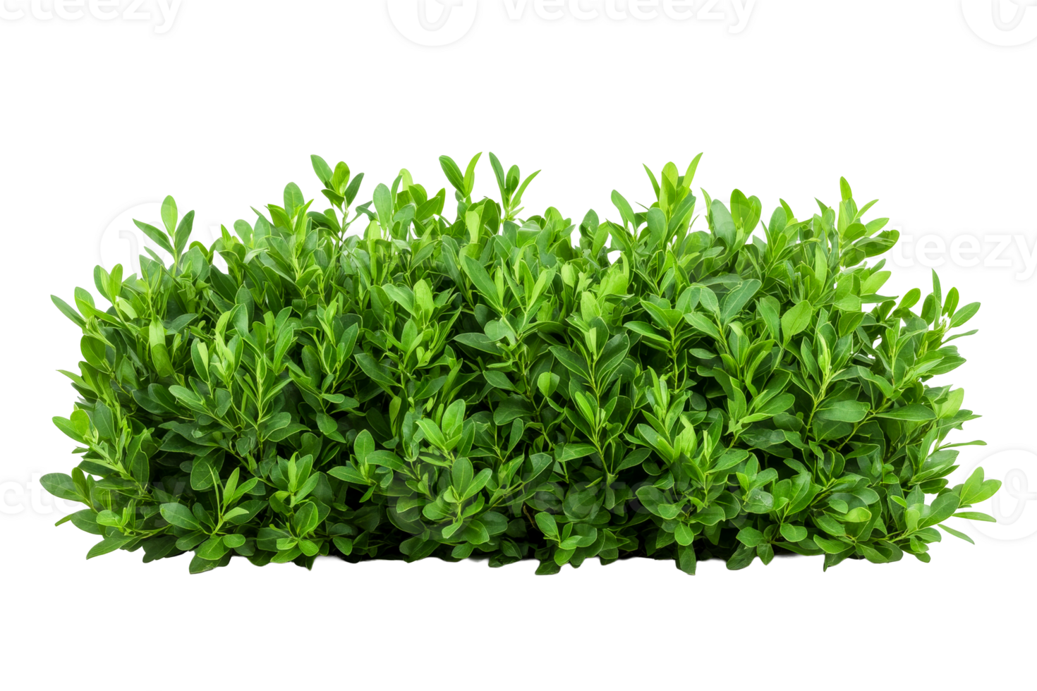 Green shrub with small leaves against black background, cut out transparent png