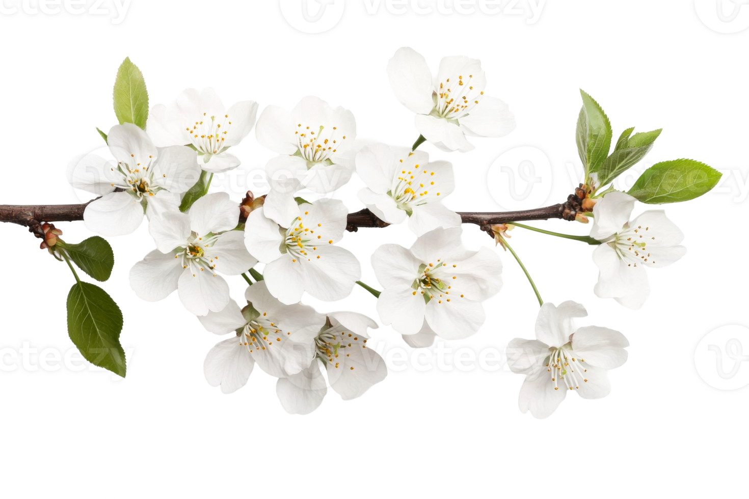 Blossoming branch with white spring flowers, floral beauty, cut out transparent png