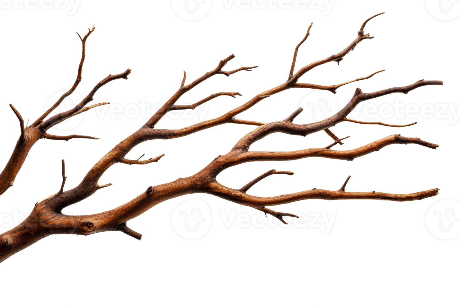 Dry branch with bark, no leaves, brown, textured, studio shoot, cut out transparent png