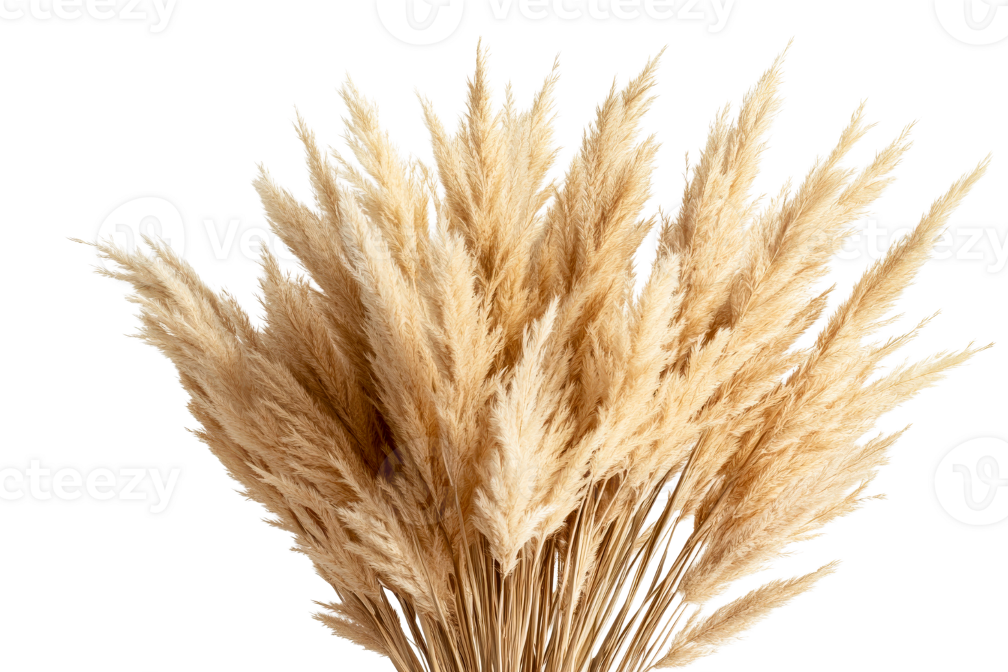 Beige pampas grass, decorative, interior, arrangement, fluffy, isolated, cut out transparent png