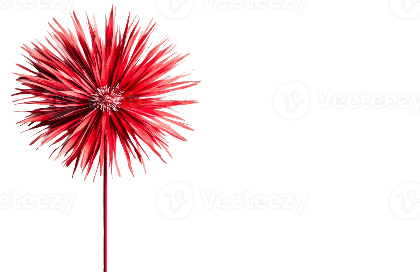 Red flower on a black background, cut out transparent png