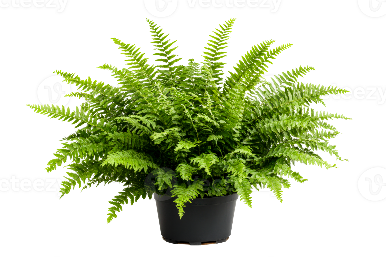 Fern in pot, fresh green plant isolated, potted fern, cut out transparent png