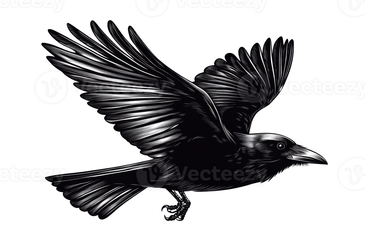 Black Crow in Flight with Detailed Feathers and Claws, cut out transparent png