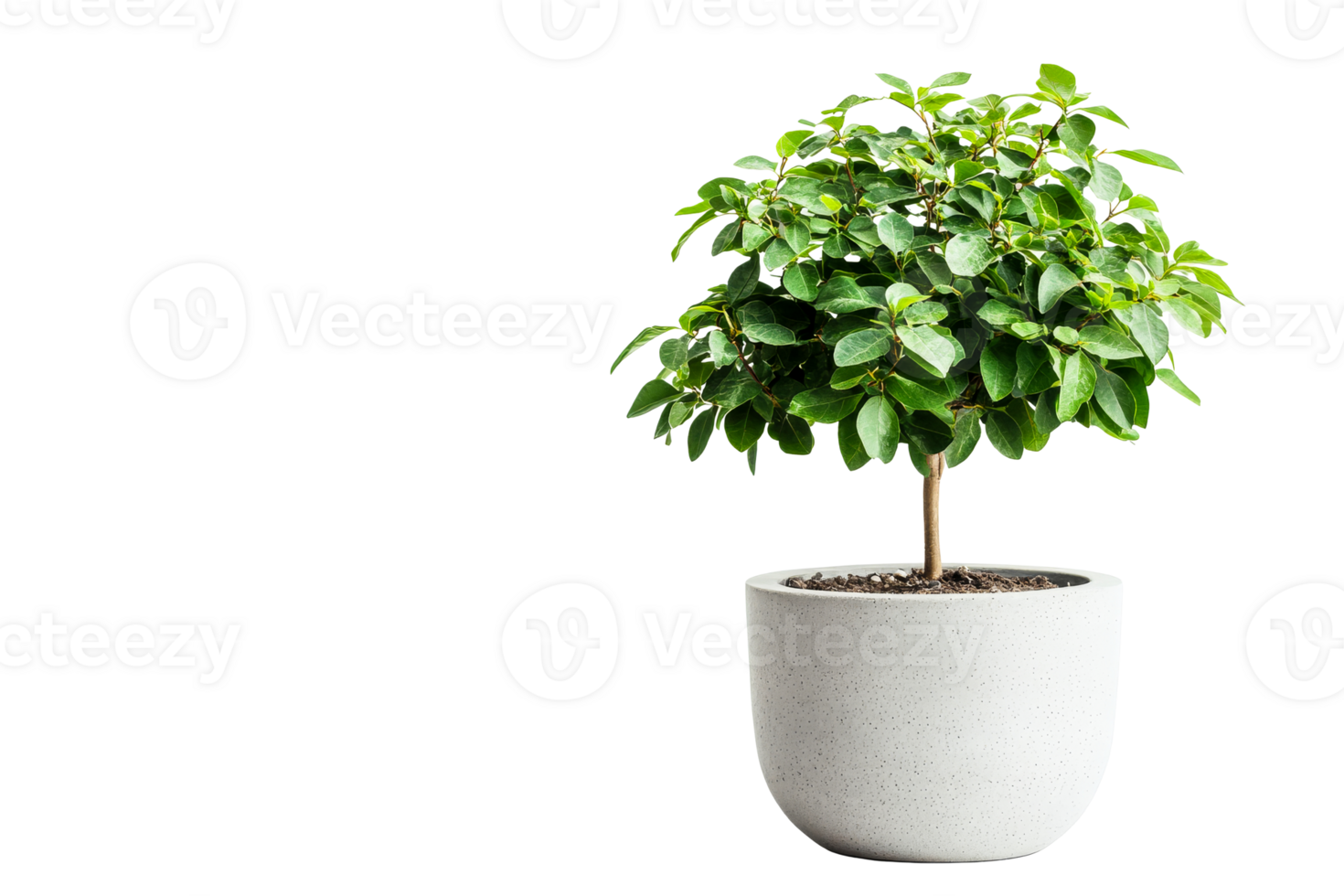 Potted green topiary tree in white pot on black background, cut out transparent png