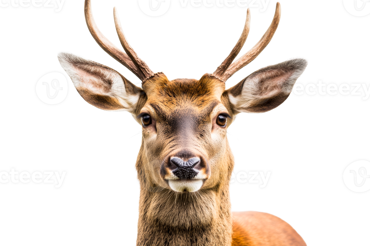 Close-up Deer Portrait, Isolated, Detailed Fur, Antlers, Looking, cut out transparent png
