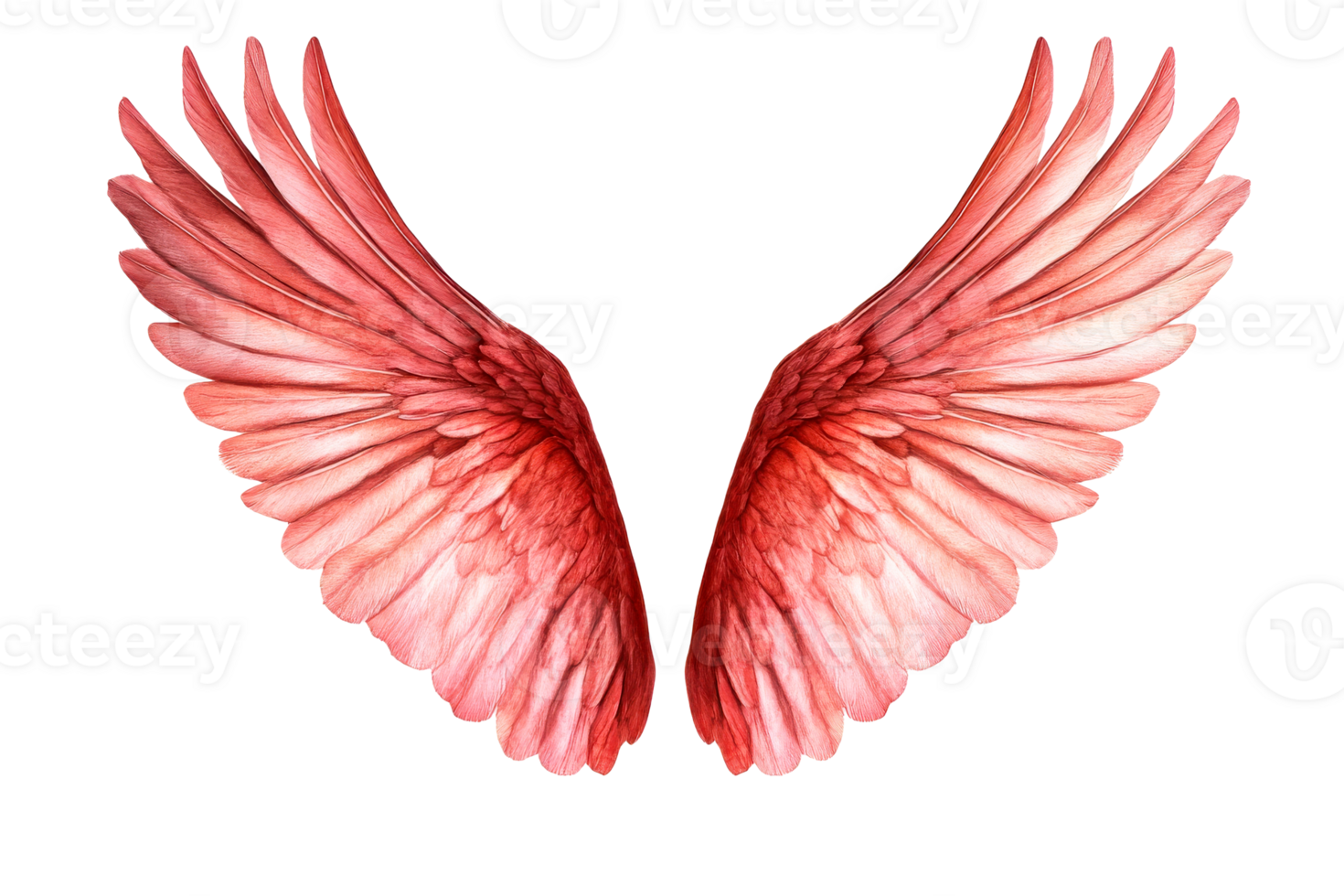 Wings of a Bird with Bright Red Feathers, Cut Out Transparent png