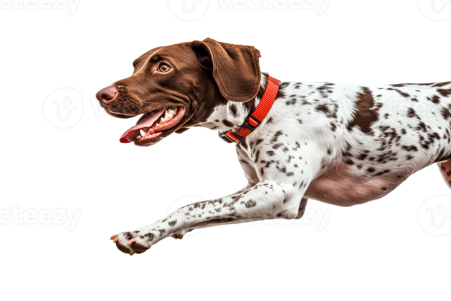 Animated brown and white pointer dog running, black backdrop, cut out transparent png