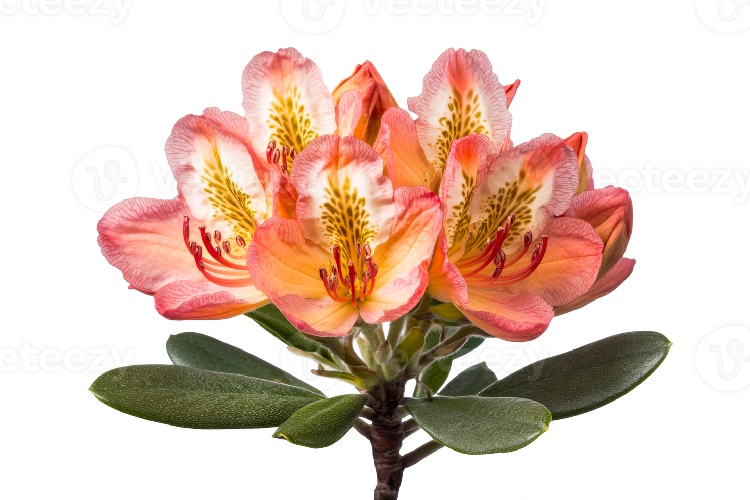 Elegant Rhododendron blossom with delicate pattern, cut out transparent png