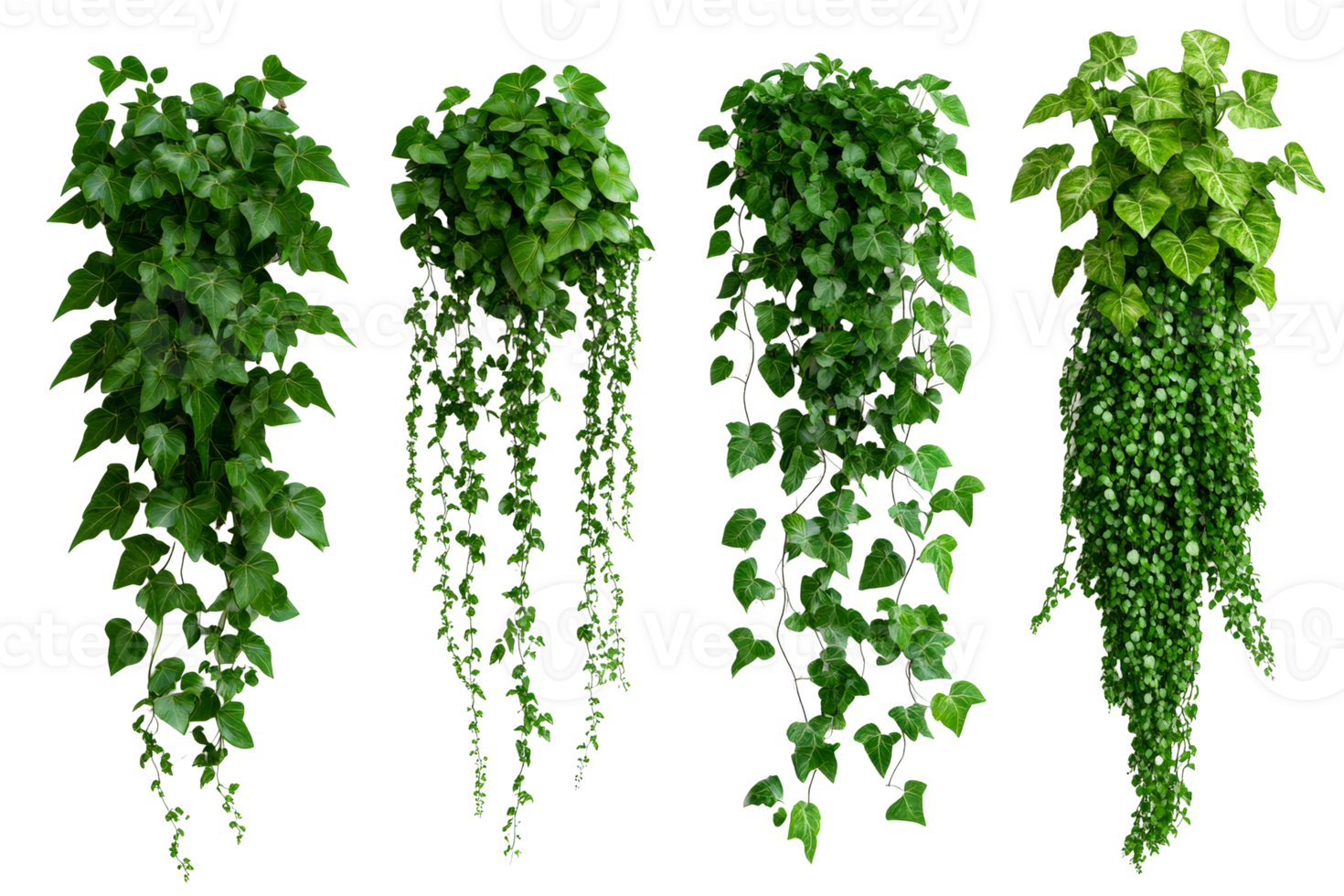 Variety of Hanging Ivy Plants on Black Background, cut out transparent png
