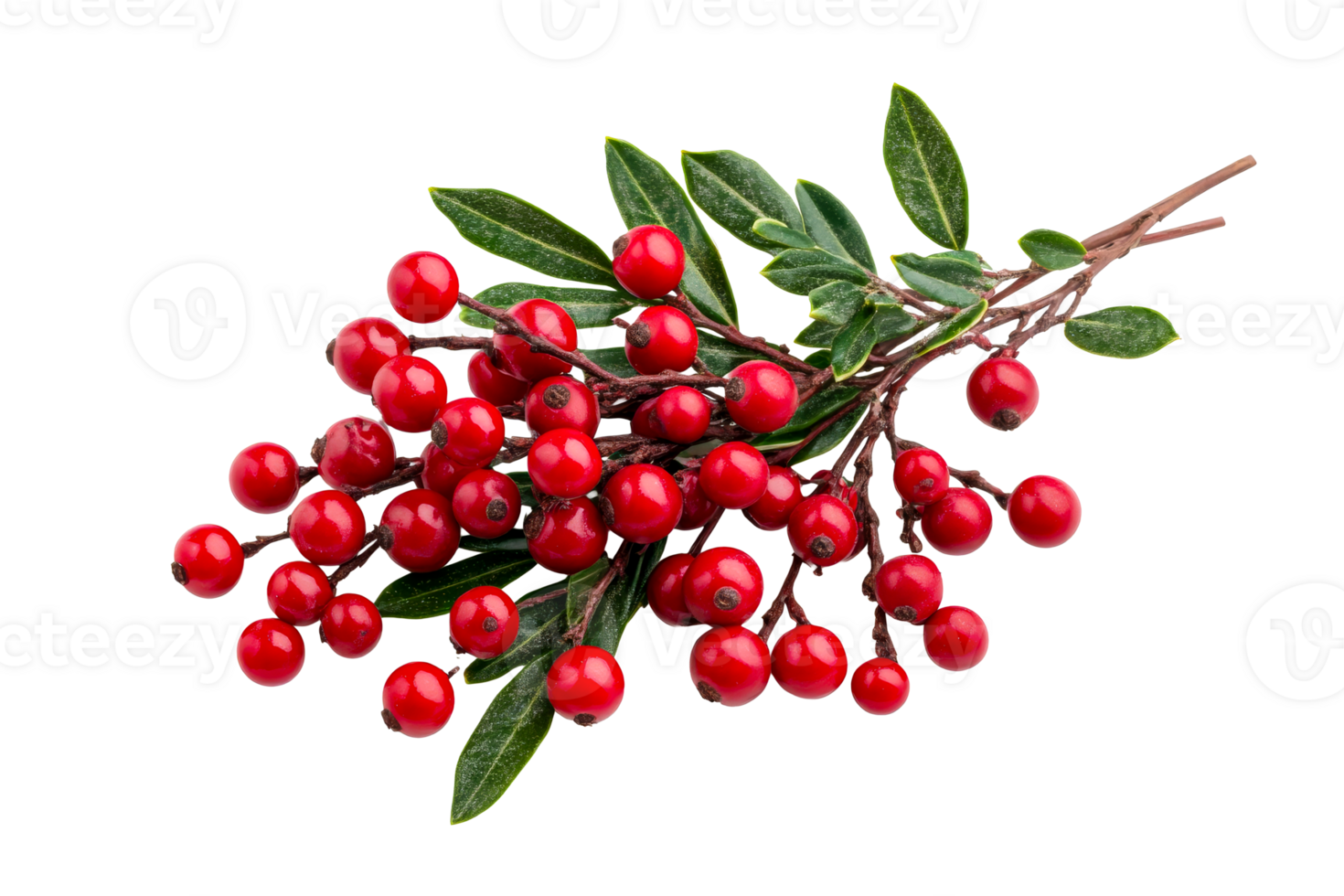 Red berries and evergreen foliage, decorative branch, cut out transparent png