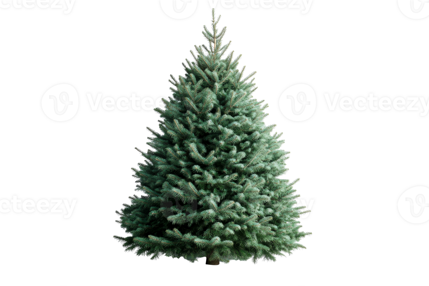 Blue Spruce Christmas Tree, Detailed Evergreen, Holiday Decor, cut out transparent png