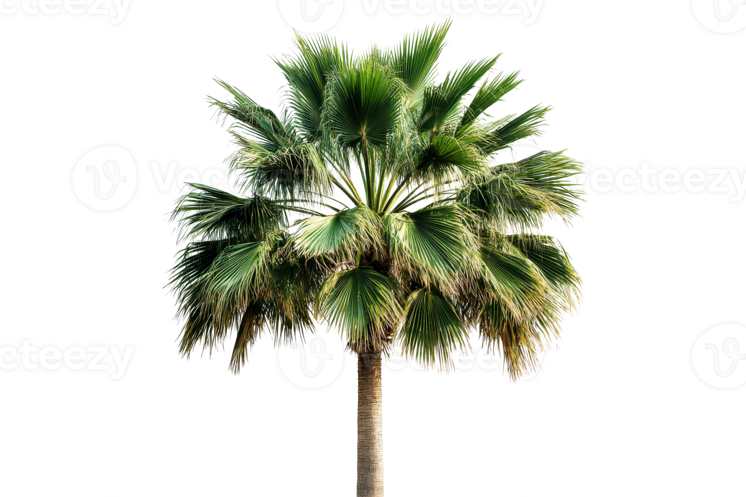 Solitary palm tree with fringed fronds against black backdrop, cut out transparent png
