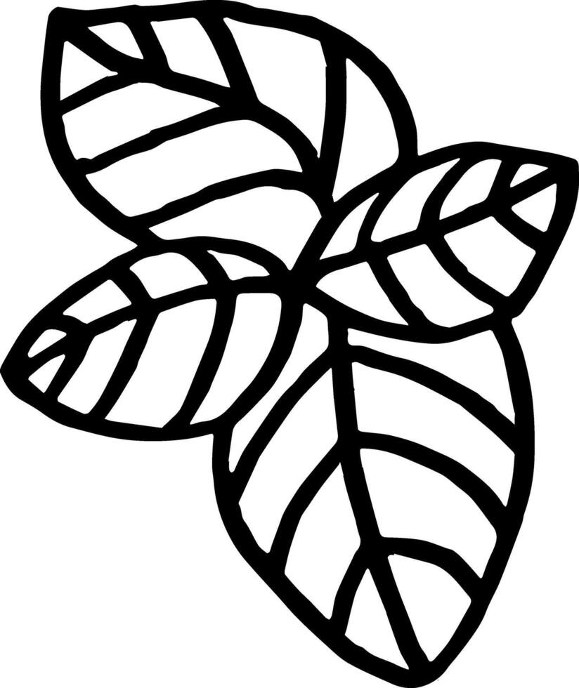 Doodle basil leaves culinary herb line art clipart illustration vector