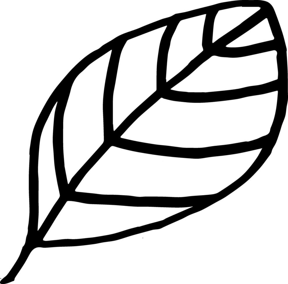 Doodle basil leaf culinary herbal element for decor sketch hand drawn vector
