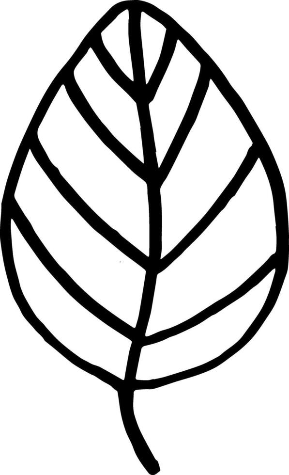 Doodle basil leaf culinary herb line art hand drawing for decor vector