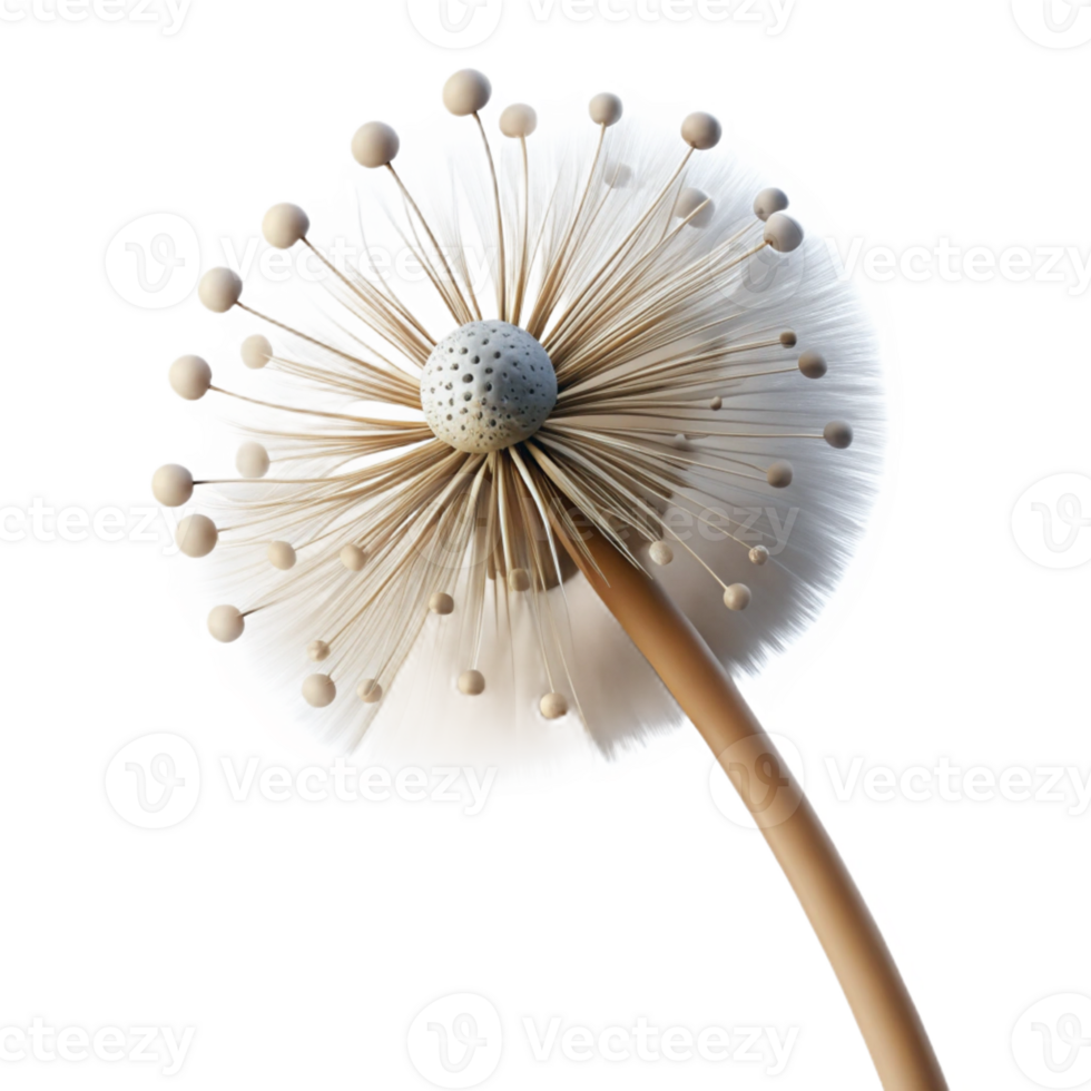 impressive classic A single dandelion seedhead, with delicate seeds catching the light, macro photography, soft focus exclusive png