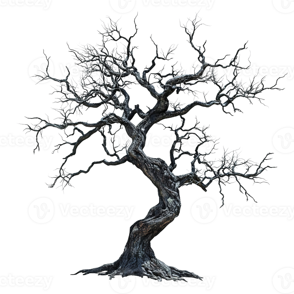 A twisted bare tree stands with many intricately branching limbs png