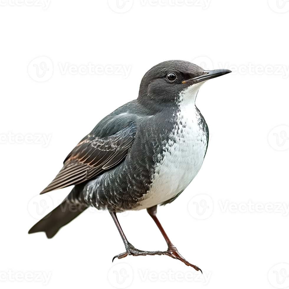 A detailed image of a small bird with specific plumage colors png