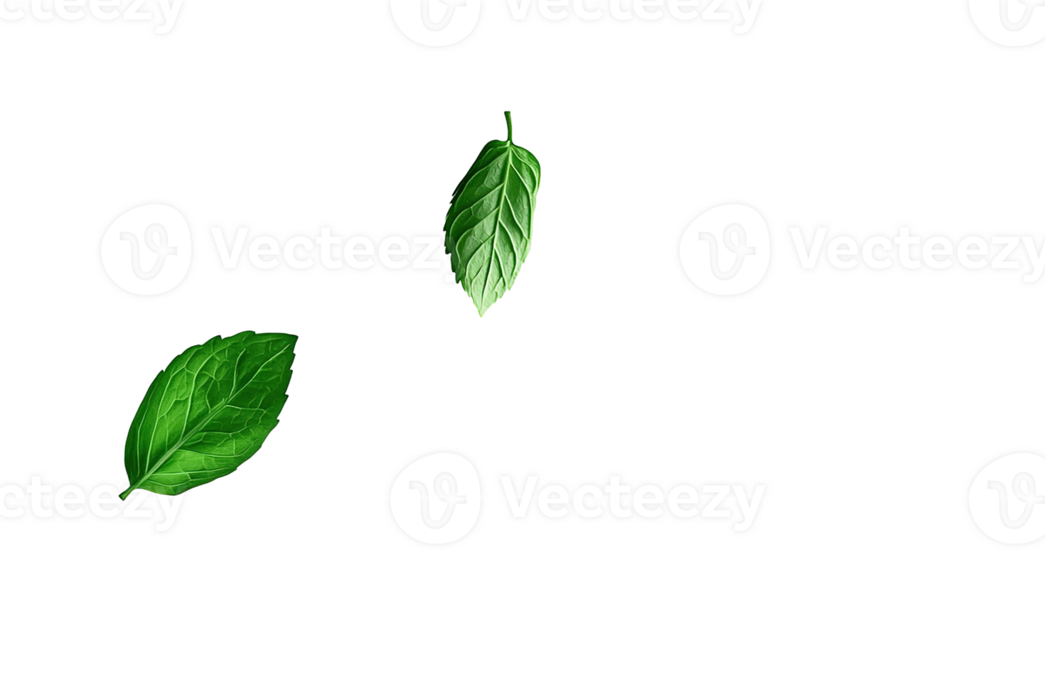 Two green leaves displayed against a dark background design png