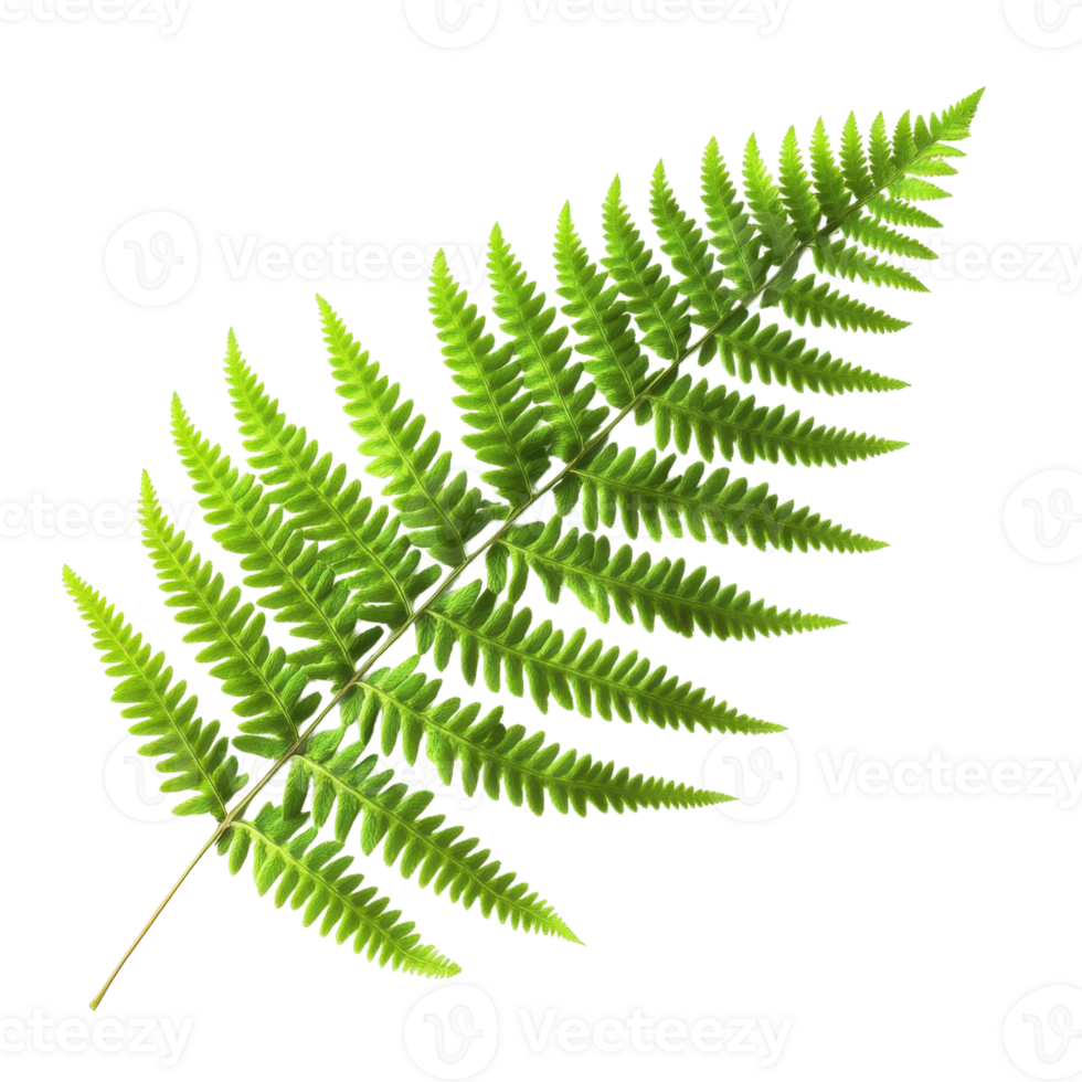 Green Fern Leaf Lush Beauty on transparent background. png