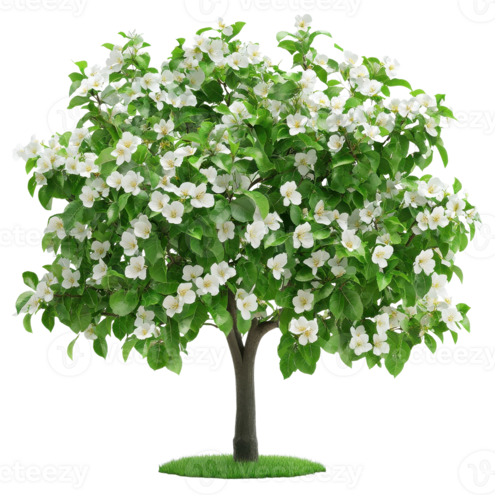 Apple Tree in Full Bloom on transparent background. png