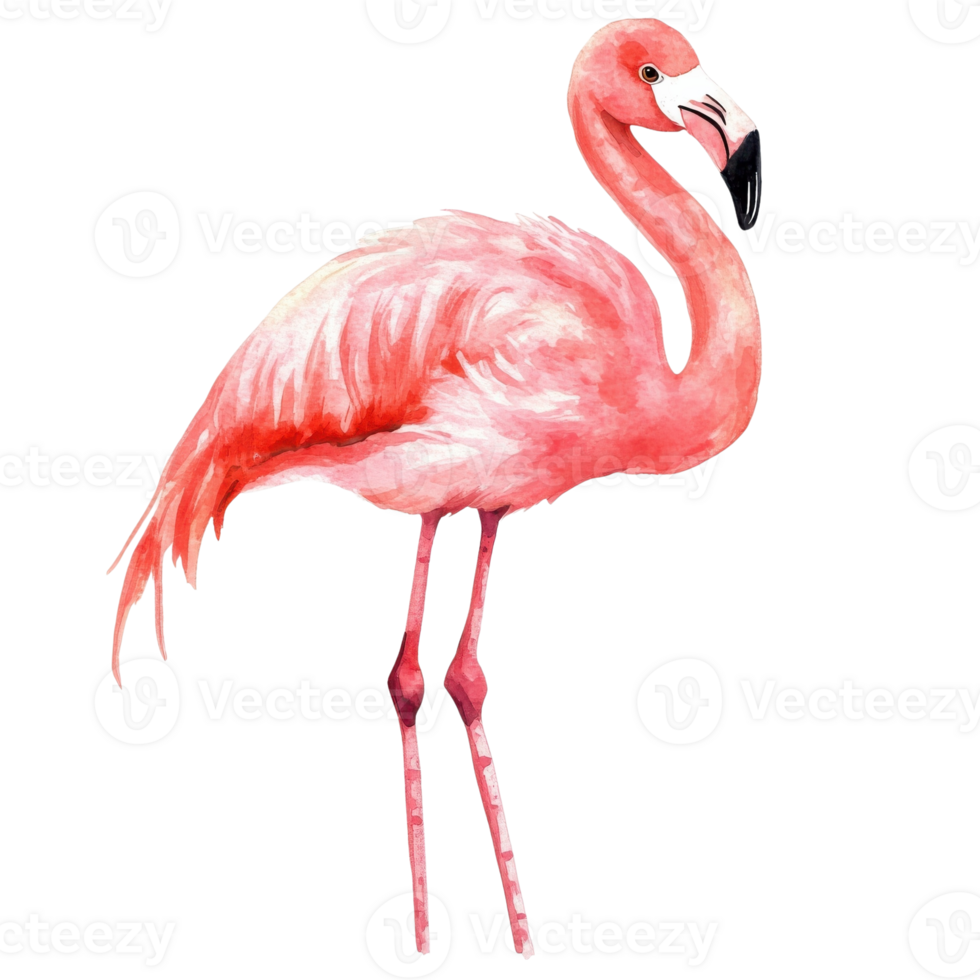 Watercolor Baby Flamingo Clipart on transparent background. png