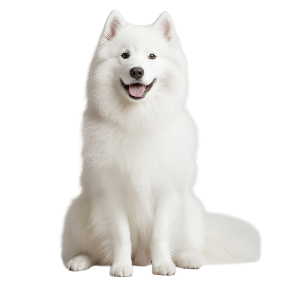 Samoyed Dog Graceful Pose on transparent background. png