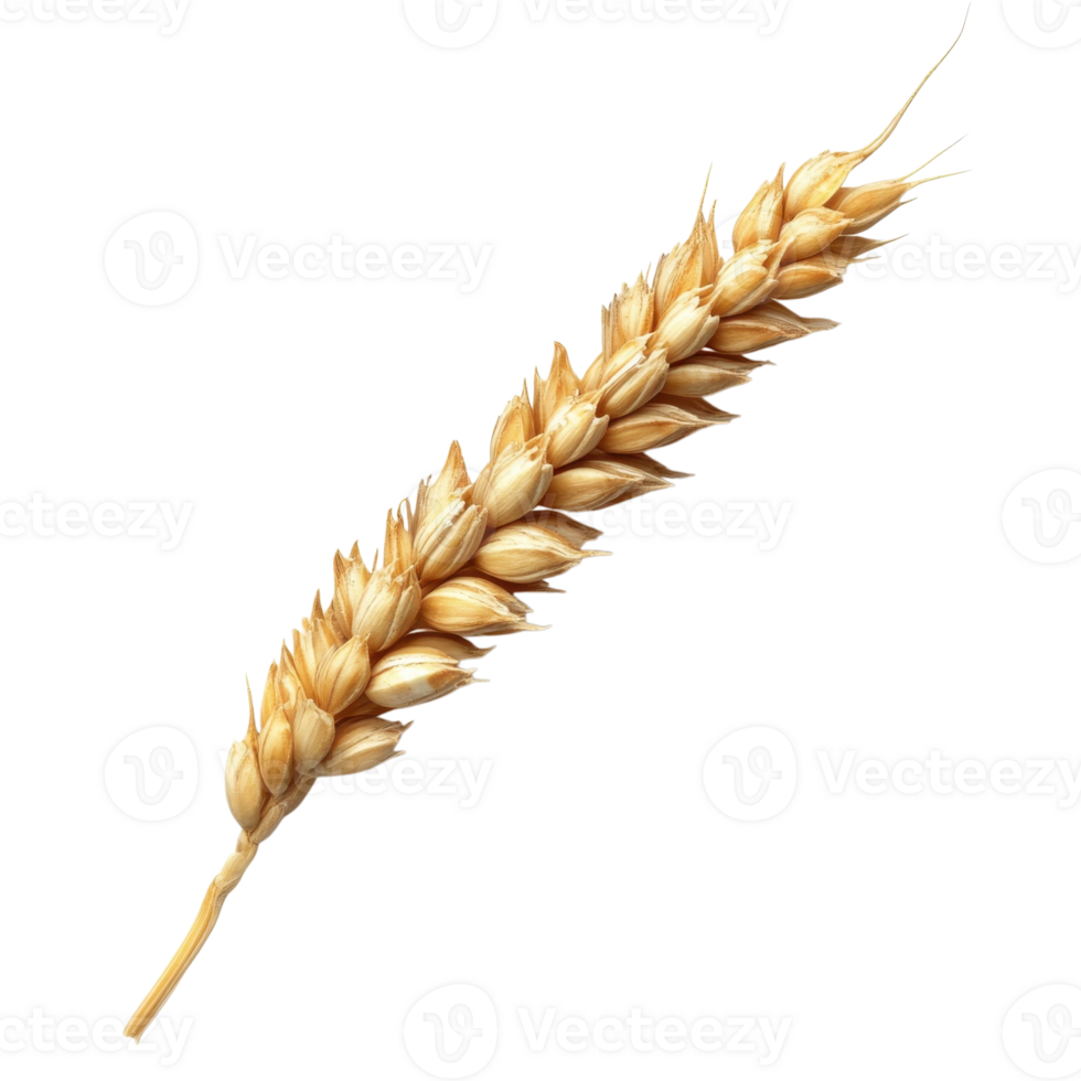 Golden Oat Grain Natural Food Macro on transparent background. png