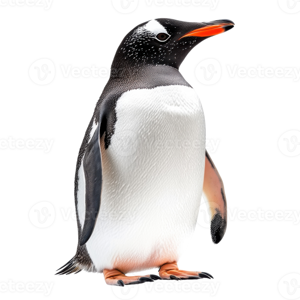 Elegant Gentoo Penguin Wildlife on transparent background. png