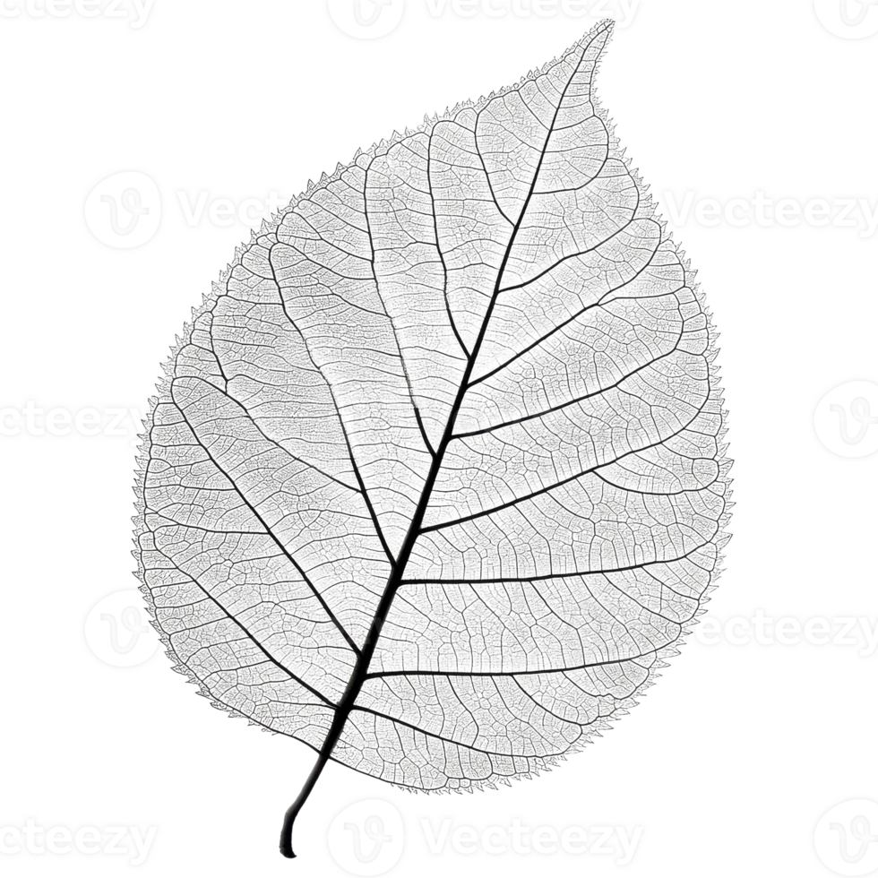 Intricate Leaf Design Artistic on transparent background. png