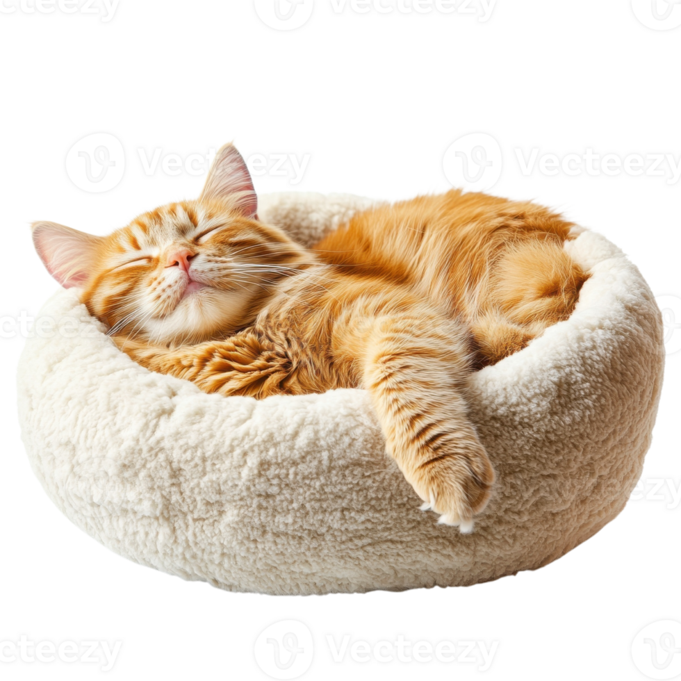 Fluffy Orange Cat Sleeping Softly on transparent background. png