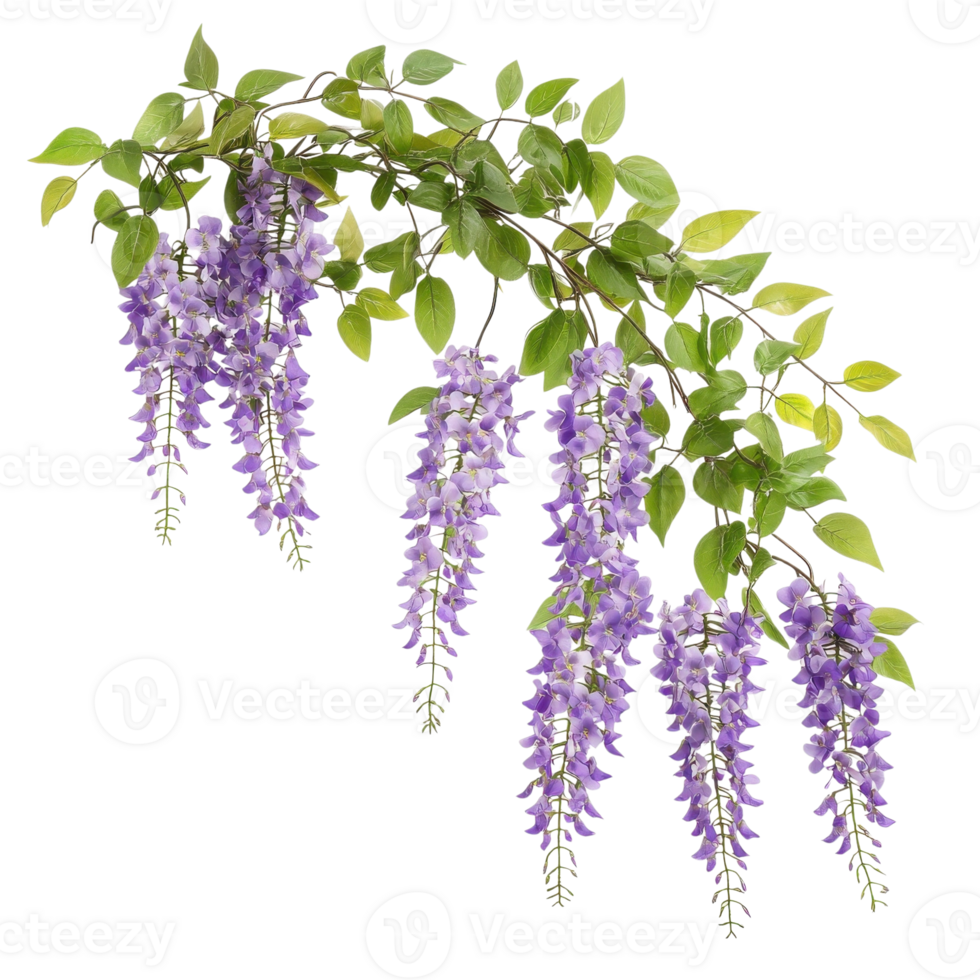 Stunning Purple Wisteria Floral Cascade on transparent background. png