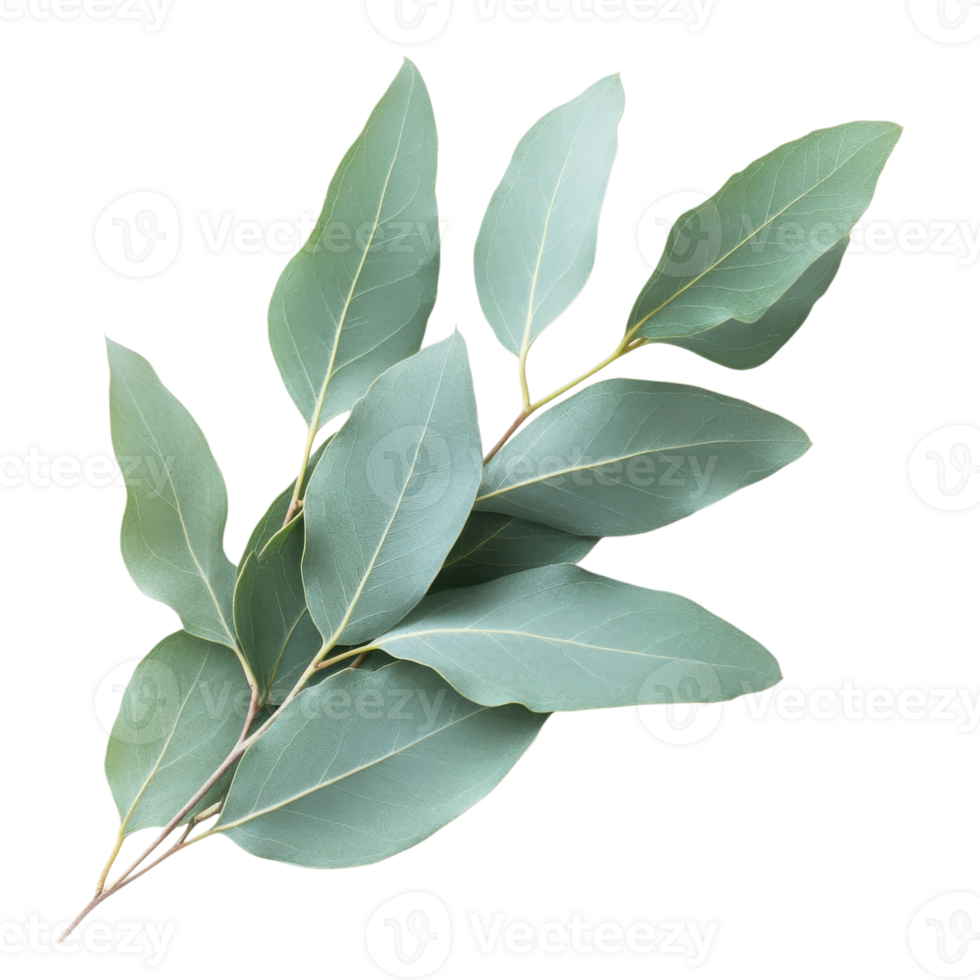 Aromatic Eucalyptus Leaves Close Up on transparent background. png
