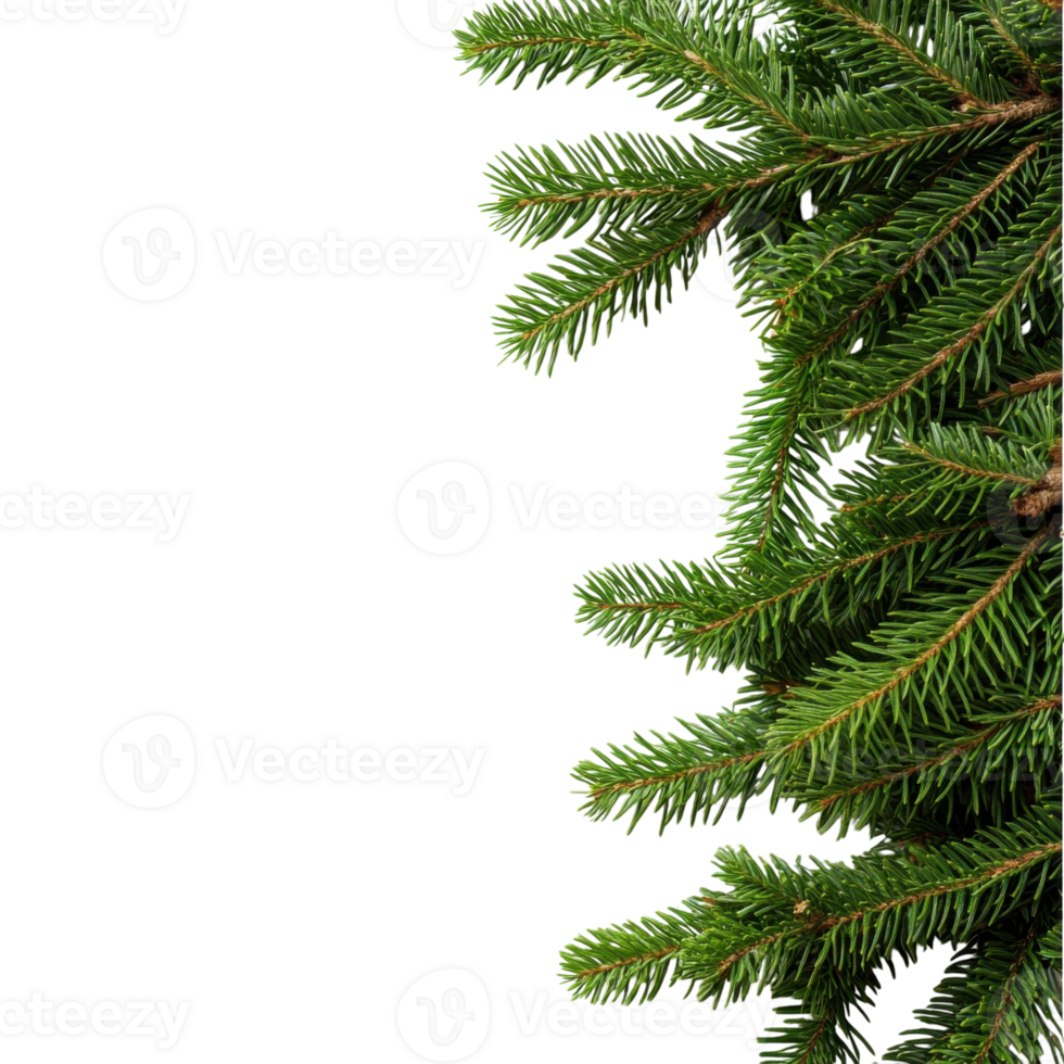 Festive Christmas Tree Branches on transparent background. png