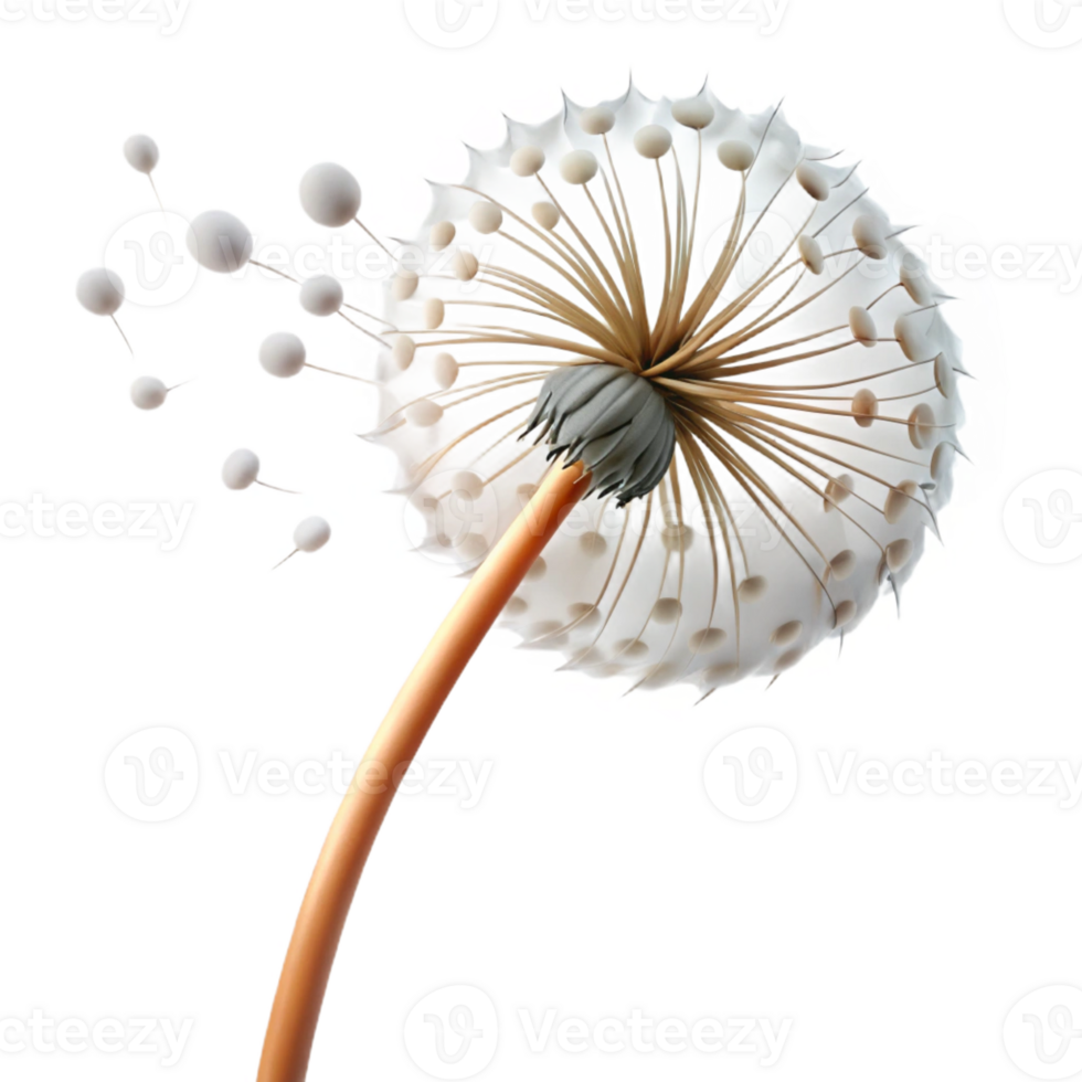 serene contemporary Single dandelion seedhead with seeds blowing in the wind, delicate, ethereal, white background, macro photography, detailed png