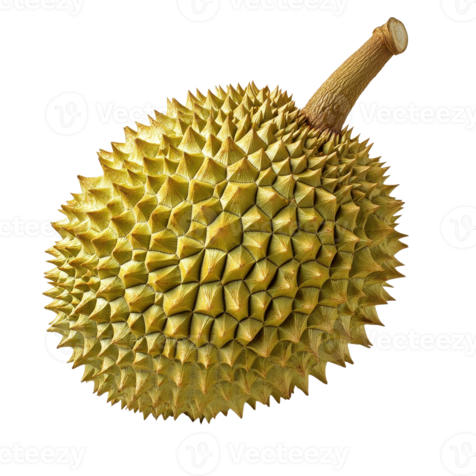 Fresh Durian Fruit on Display on transparent Background. png