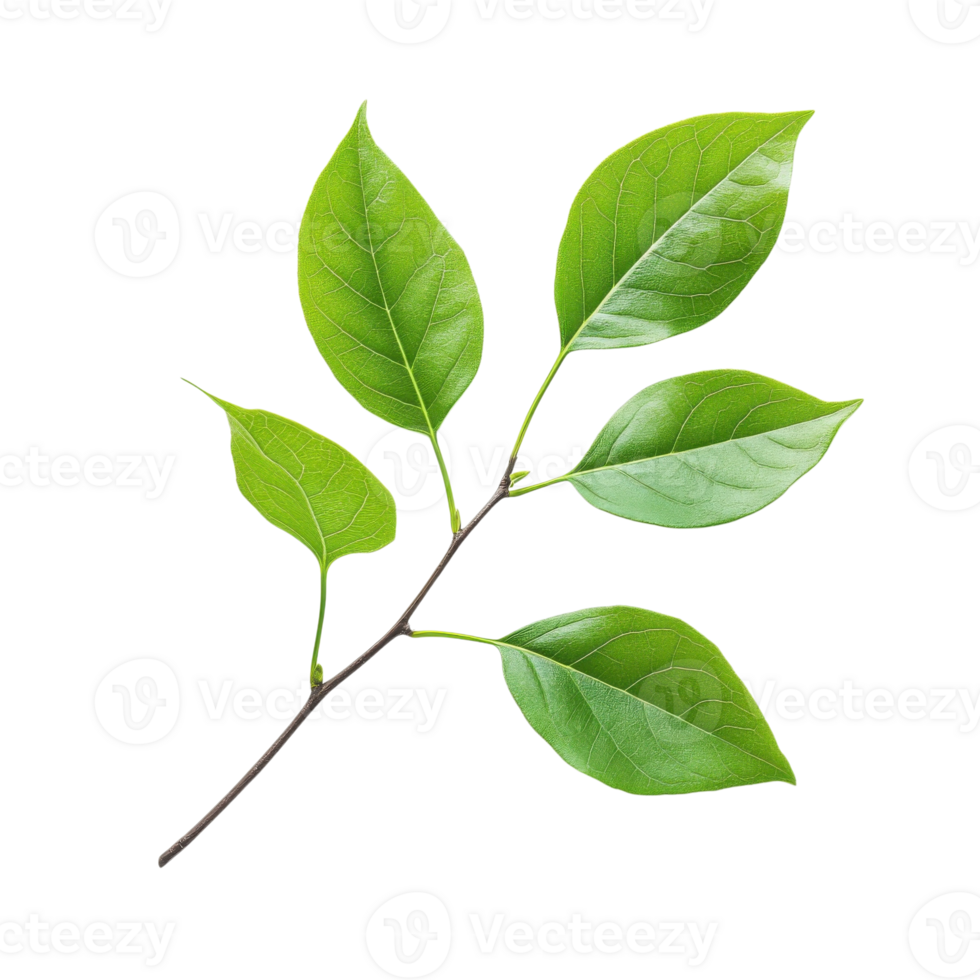 Green Leaf Branch Display on transparent Background. png
