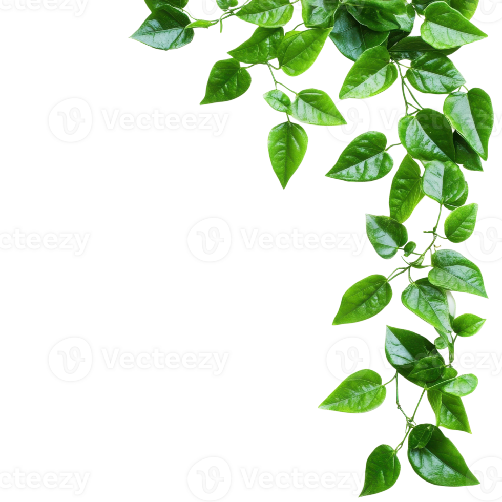 Green Leaf Border Nature Design on transparent Background. png