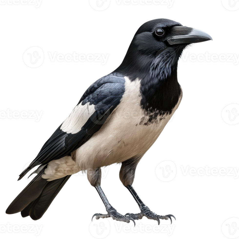 Majestic Hooded Crow Bird Closeup on transparent Background. png