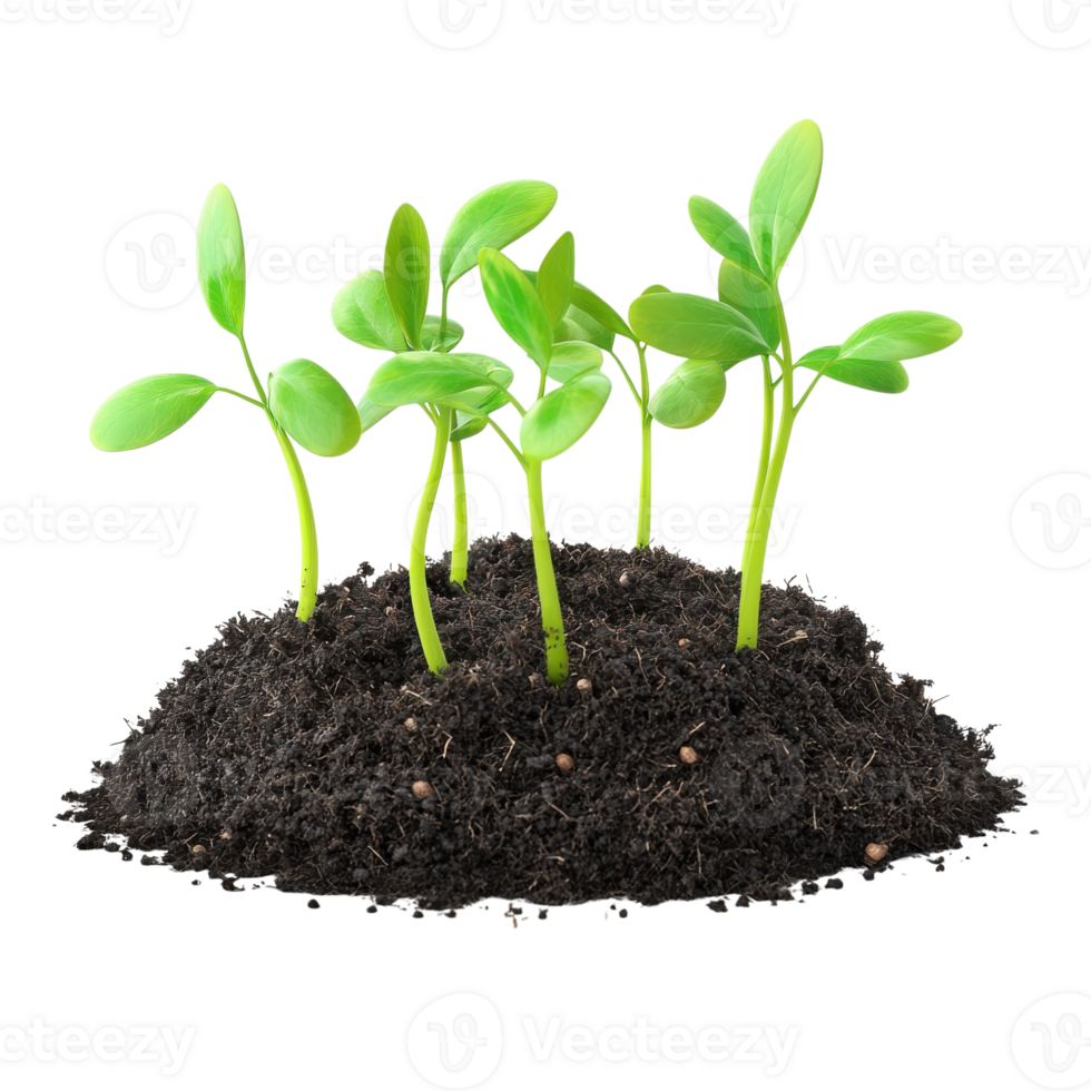 Freshly Planted Seeds Sprouting on transparent Background. png