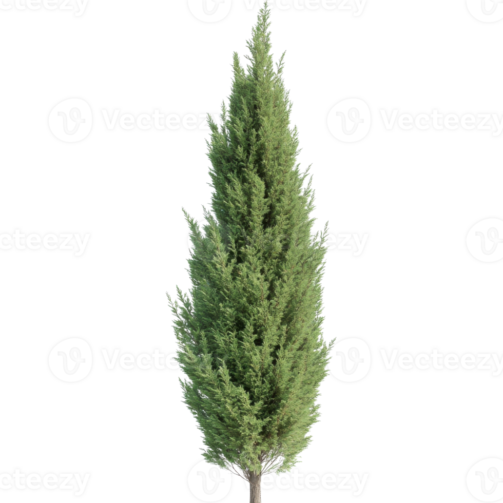 Tall Green Coniferous Tree Isolated on transparent Background. png
