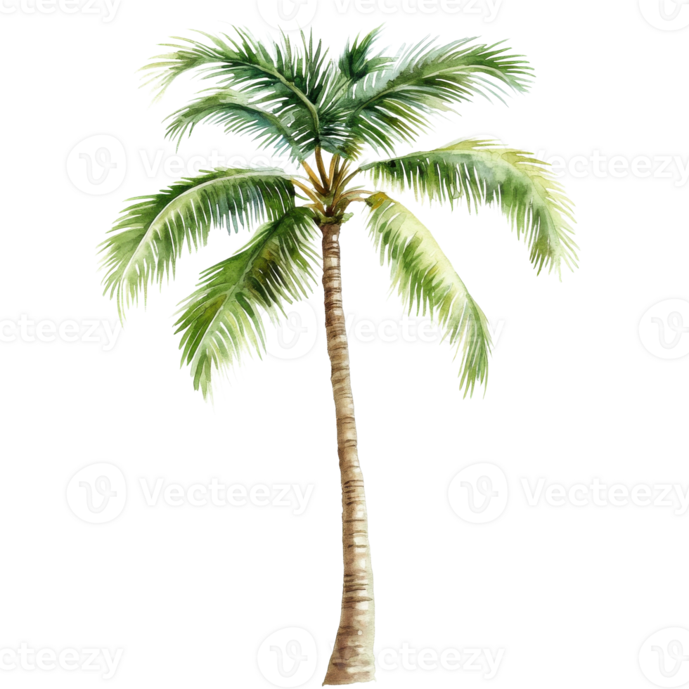 Tall Watercolor Palm Tree on transparent Background. png