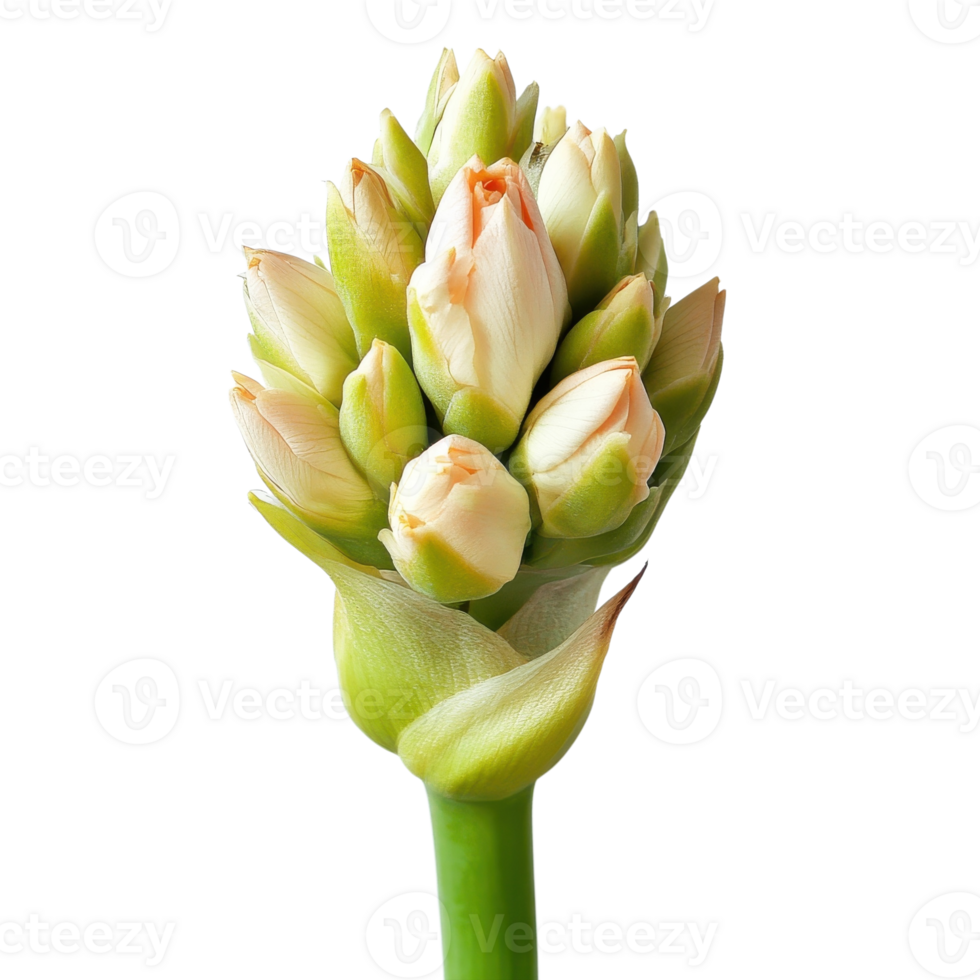 Tuberose Flower Bud Close Up on transparent Background. png