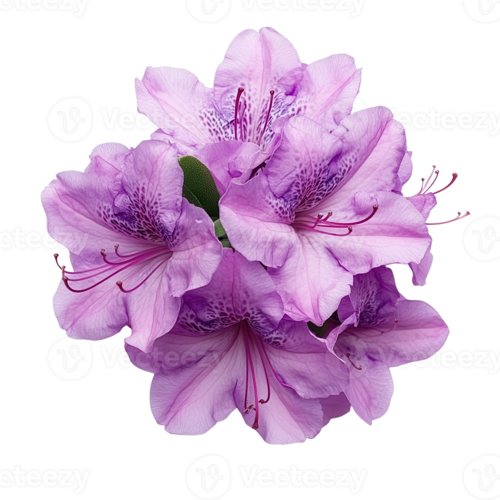 Vibrant Purple Azalea Blossom on transparent Background. png