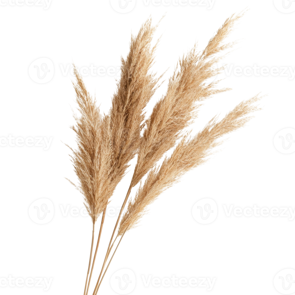 Elegant Pampas Grass Branch on transparent Background. png