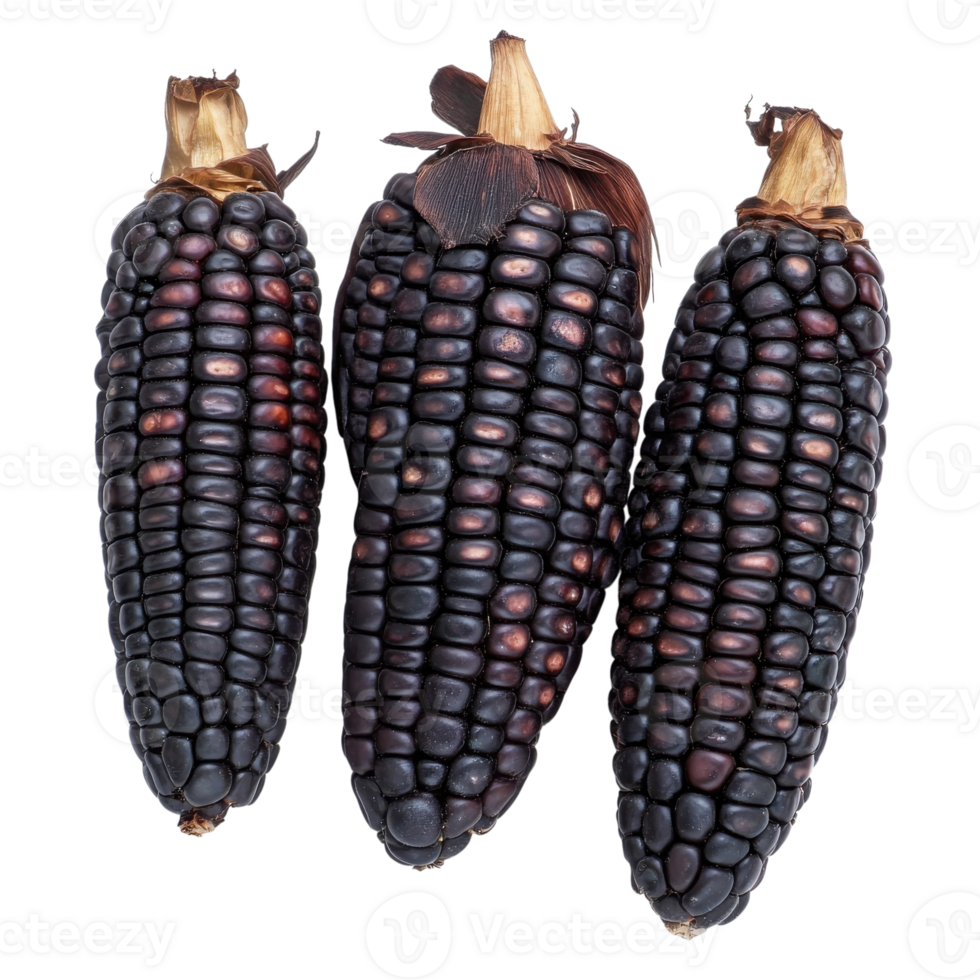 Black Corn Texture and Detail on transparent Background. png