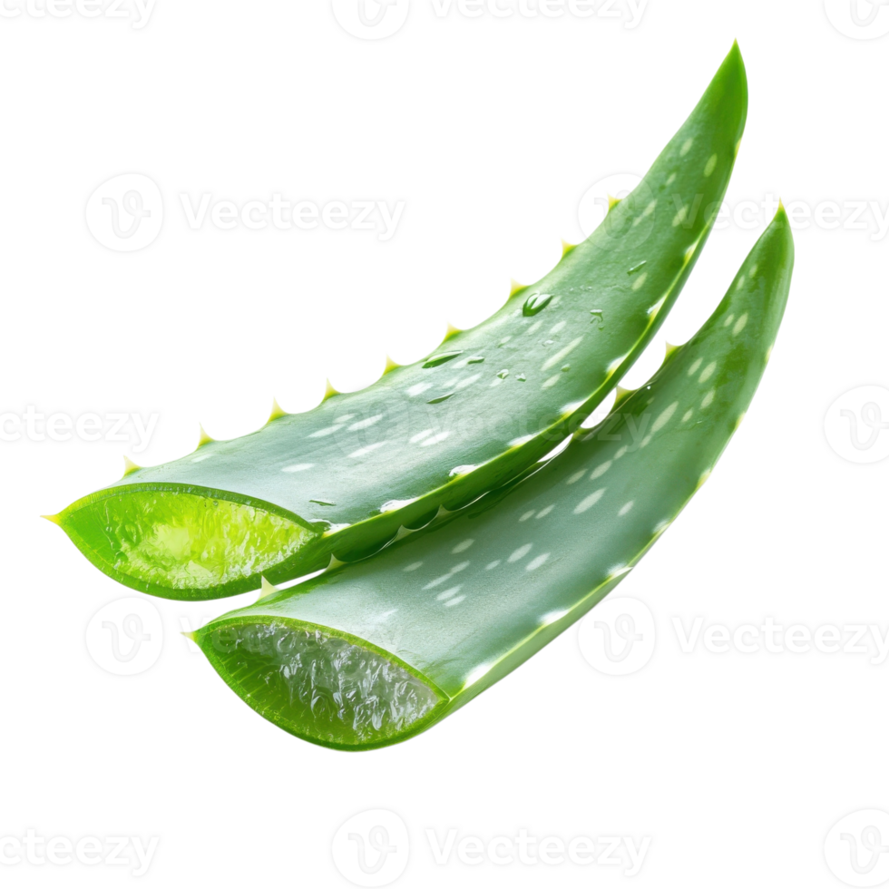 Fresh Aloe Vera Leaf Close Up on transparent Background. png